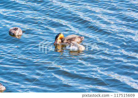 The waterfowl bird, great crested grebe with chick, swimming in the lake. The waterfowl bird, great crested grebe with chick, swimming in the lake. 117515609