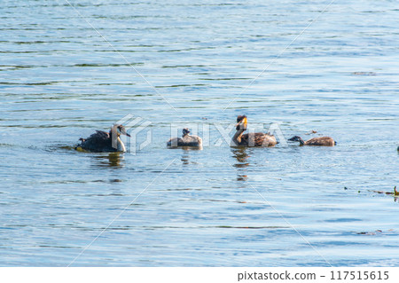 The waterfowl bird, great crested grebe with chick, swimming in the lake. 117515615