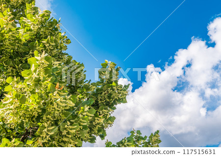 Linden tree flowers clusters tilia cordata, europea, small-leaved lime, littleleaf linden bloom. Linden tree flowers clusters tilia cordata, europea, small-leaved lime, littleleaf linden bloom. 117515631
