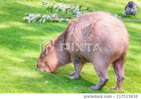 A large capybara walks on the green grass in the park 117515638