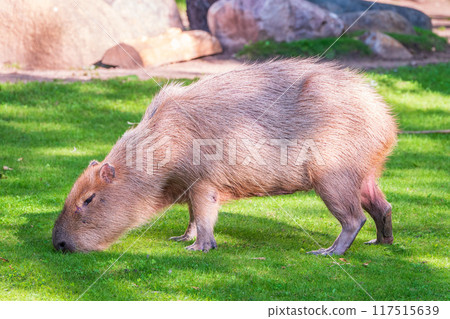 A large capybara walks on the green grass in the park 117515639
