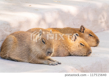 Three capybara in the park Three capybara in the park 117515640