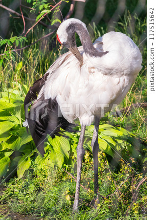 Red-crowned crane (Grus japonensis), also known as the Japanese crane or Manchurian crane. Red-crowned crane (Grus japonensis), also known as the Japanese crane or Manchurian crane. 117515642