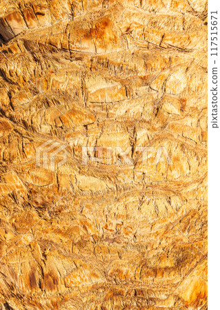 Palm tree bark tropical texture. Cracked wood texture background. Closeup palm bark 117515671