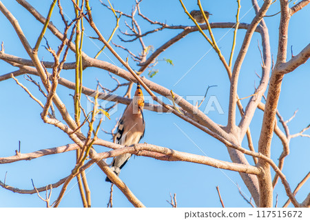 Eurasian Hoopoe, Upupa epops, on a dry tree branch. 117515672