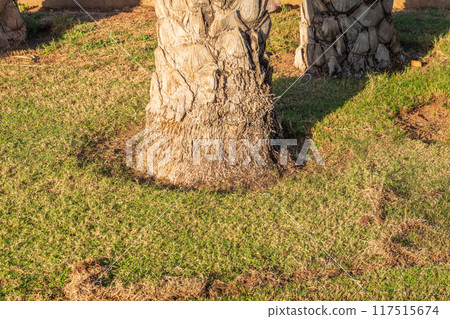 Palm tree trunks close-up, sequential and abstract in park Palm tree trunks close-up, sequential and abstract in park 117515674