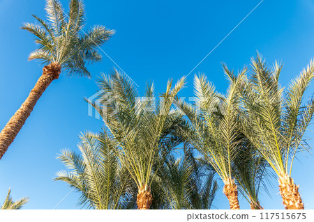 Palm tree with green leaves on blue background 117515675