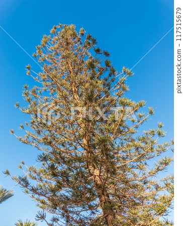 Needles of evergreen tree Araucaria araucana,commonly called the Monkey Puzzle Tree, Monkey Tail Tree or Chilean Pine 117515679