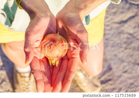 Woman's hands picking up fruit from tree. Orchard with big red pomegranates in Israel. Autumn - collection season harvest of ripe pomegranates. 117515689