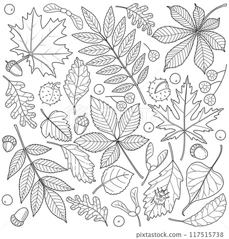 Autumn falling leaves and seeds coloring page. hand drawn line art black and white 117515738