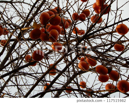 A tree that bears ripe persimmons A tree that bears ripe persimmons 117515982