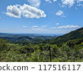 Kumano Kodo - Twisted Cedar 117516117