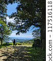 Kumano Kodo - Twisted Cedar 117516118