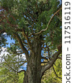 Kumano Kodo - Twisted Cedar 117516119