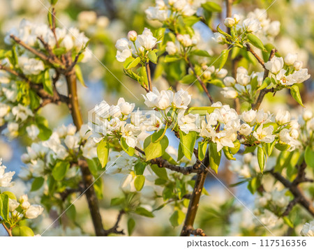 White blossoming apple trees. White apple tree flowers White blossoming apple trees. White apple tree flowers 117516356