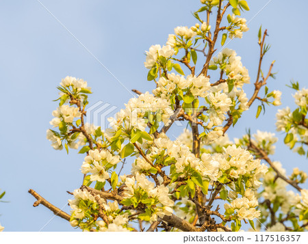 Apple tree branches with white flowers on a background of blue clear sky. Apple tree branches with white flowers on a background of blue clear sky. 117516357