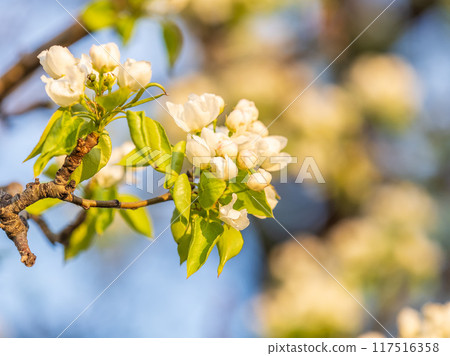 White blossoming apple trees. White apple tree flowers White blossoming apple trees. White apple tree flowers 117516358