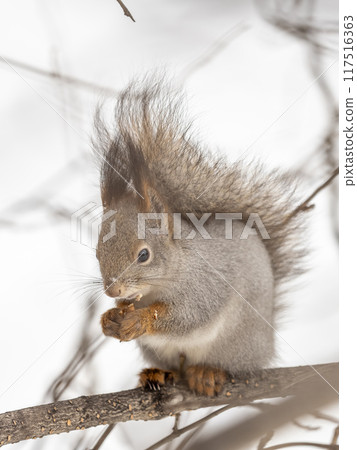The squirrel with nut sits on tree in the winter or late autumn 117516363