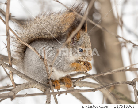 The squirrel with nut sits on tree in the winter or late autumn The squirrel with nut sits on tree in the winter or late autumn 117516365