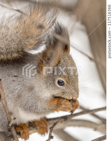 The squirrel with nut sits on tree in the winter or late autumn The squirrel with nut sits on tree in the winter or late autumn 117516366