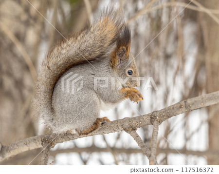 The squirrel with nut sits on tree in the winter or late autumn 117516372