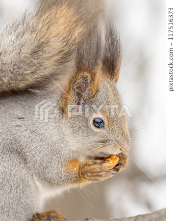The squirrel with nut sits on tree in the winter or late autumn 117516373