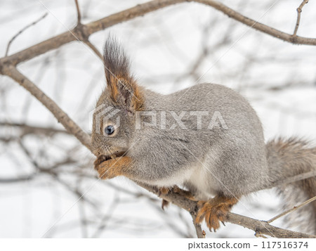 The squirrel with nut sits on tree in the winter or late autumn 117516374