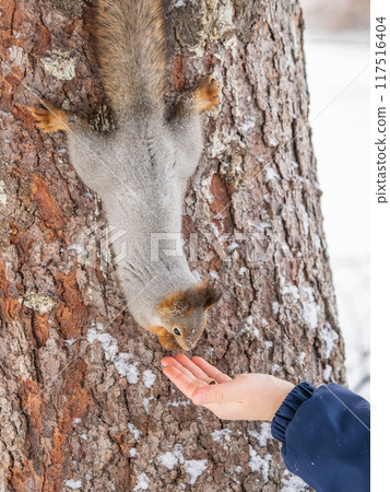Squirrel eats nuts from a man's hand. Caring for animals in winter or autumn. 117516404