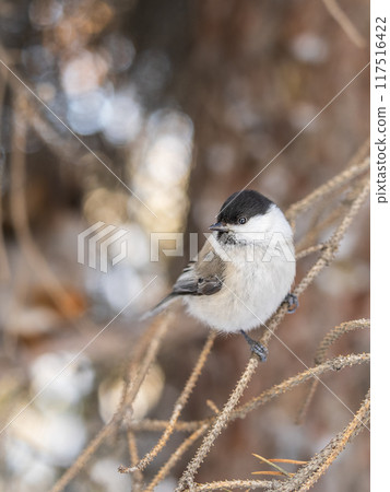 Cute bird the willow tit, song bird sitting on a branch without leaves in the winter. Cute bird the willow tit, song bird sitting on a branch without leaves in the winter. 117516422
