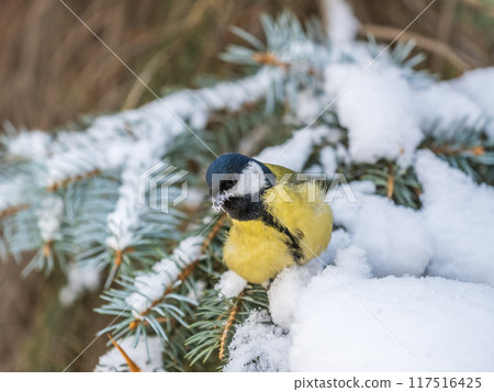 Cute bird Great tit, songbird sitting on the fir branch with snow in winter 117516425