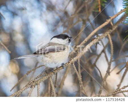 Cute bird the willow tit, song bird sitting on a branch without leaves in the winter. 117516426