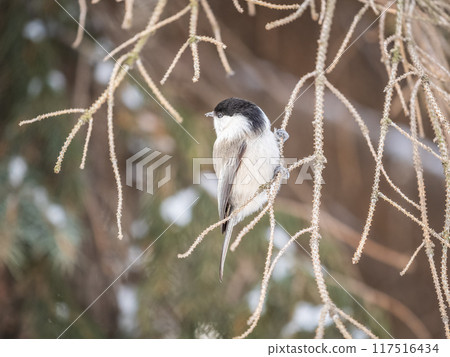Cute bird the willow tit, song bird sitting on the fir branch with snow in winter 117516434