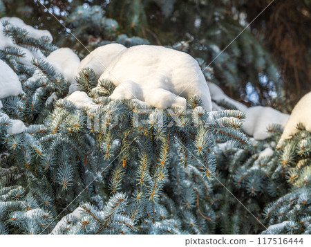 Green fir branches in winter covered with snow Green fir branches in winter covered with snow 117516444