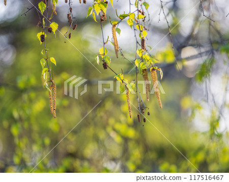 Birch branches with fresh green leaves and seeds. Birch tree branch, Betula pendula. 117516467