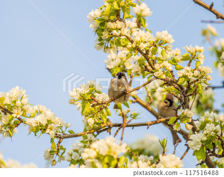 Apple tree branches with white flowers on a background of blue clear sky. Apple tree branches with white flowers on a background of blue clear sky. 117516488