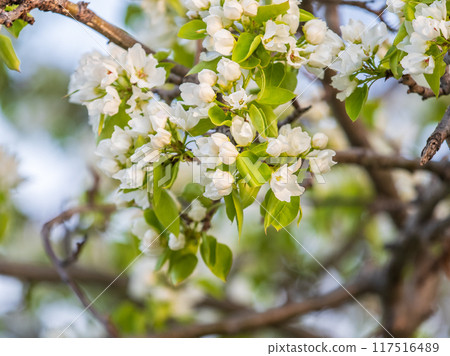 White blossoming apple trees. White apple tree flowers White blossoming apple trees. White apple tree flowers 117516489