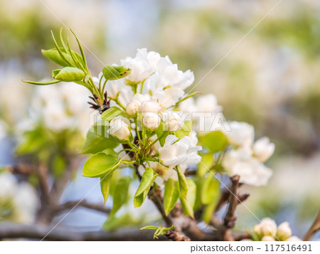 White blossoming apple trees. White apple tree flowers 117516491