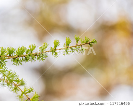 Young branches of larch. Closeup of green larch young needles. Young branches of larch. Closeup of green larch young needles. 117516496