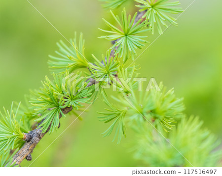 Young branches of larch. Closeup of green larch young needles. Young branches of larch. Closeup of green larch young needles. 117516497