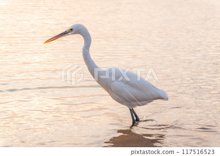 Great egret (Ardea alba), a medium-sized white heron fishing on the sea beach 117516523