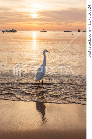Great egret (Ardea alba), a medium-sized white heron fishing on the sea beach Great egret (Ardea alba), a medium-sized white heron fishing on the sea beach 117516524