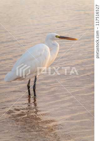 Great egret (Ardea alba), a medium-sized white heron fishing on the sea beach Great egret (Ardea alba), a medium-sized white heron fishing on the sea beach 117516527