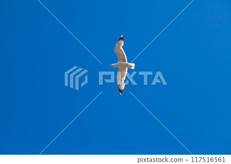 A white seagull soaring against a clear blue sky on a sunny summer day 117516561