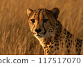 Cheetah resting in tall grass after hunt 117517070