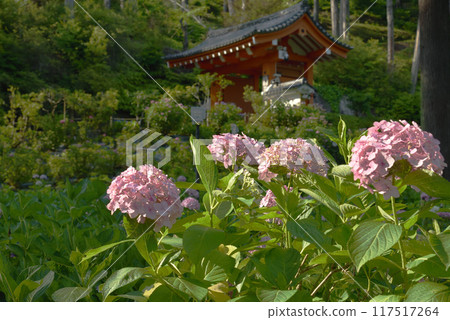 Mimuroto Temple Hydrangea Garden Pink hydrangeas Mimuroto Temple Hydrangea Garden Pink hydrangeas 117517264