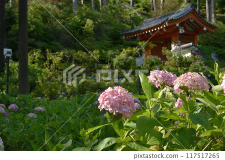 三室戶寺繡球園 粉紅繡球花 117517265