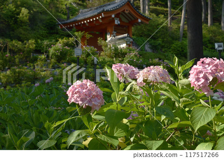 Mimuroto Temple Hydrangea Garden Pink hydrangeas 117517266