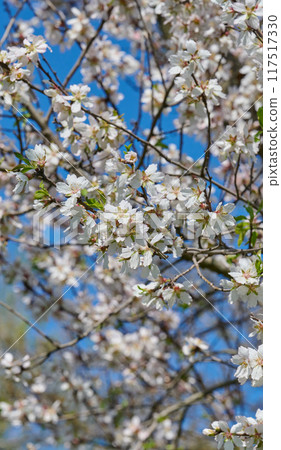 Branch with white almond flowers on blue sky background, sunny spring day. Branch with white almond flowers on blue sky background, sunny spring day. 117517330