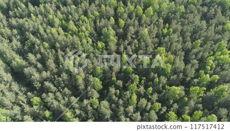 Aerial forward flight over mixed forest on a sunny summer day Aerial forward flight over mixed forest on a sunny summer day 117517412