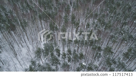 Aerial forward descent fly over winter frozen pine forest Aerial forward descent fly over winter frozen pine forest 117517413